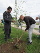 Басейнова дирекция за управление на водите Дунавски район с център гр. Плевен се включи в инициативата „Да засадим дърво”