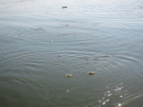 Басейнова дирекция за управление на водите Дунавски район отбеляза 29 юни 2012 г. - Деня на река Дунав